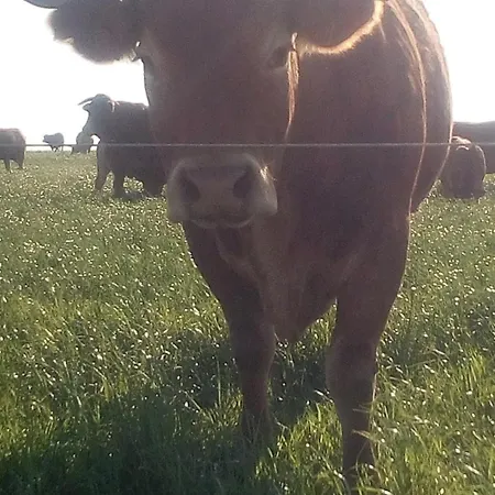 Les De La Roche Elie *