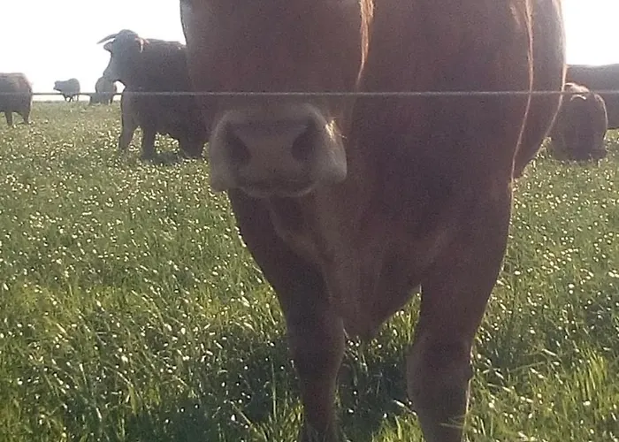 Les De La Roche Elie *